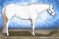 Horse Color:Grullo Roan Near Leopard