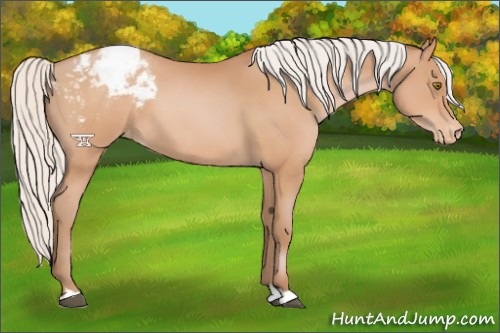 Horse Color:Silver Bay Pearl Varnish 