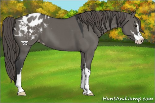 Horse Color:Grullo Sabino Appaloosa 