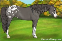 Horse Color:Grullo Sabino Appaloosa 
