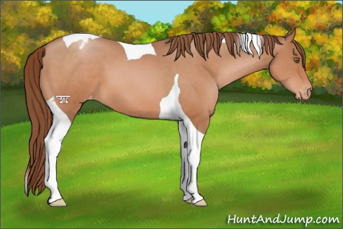 Horse Color:Brown Pearl Tobiano Appaloosa 