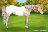 Horse Color:White Spotted Chestnut Pearl Appaloosa 
