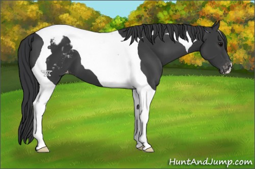 Horse Color:Black Tobiano Varnish 