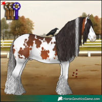 Horse Color:White Spotted Bay Splash 