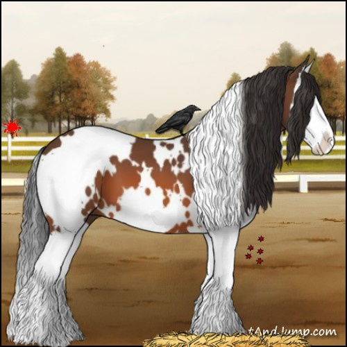 Horse Color:White Spotted Bay Splash 