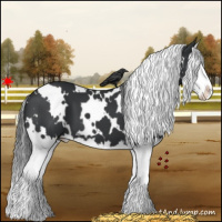 Horse Color:White Spotted Black Splash