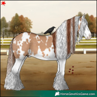 Horse Color:White Spotted Red Dun Splash 