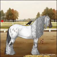 Horse Color:White Spotted Brown Dun Appaloosa