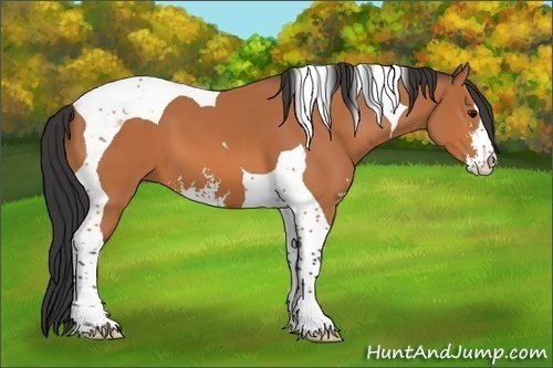 Horse Color:Bay Sabino Tobiano 