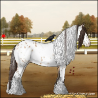 Horse Color:White Spotted Bay Dun Appaloosa 
