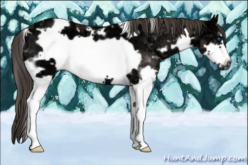 Horse Color:White Spotted Smoky Black Ice Splash Frame
