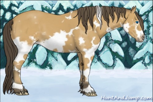 Horse Color:White Spotted Buckskin Splash Frame