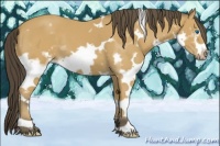 Horse Color:White Spotted Buckskin Splash Frame 