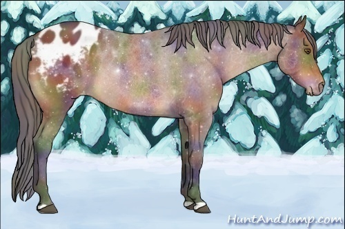 Horse Color:Nacre Brown Appaloosa 