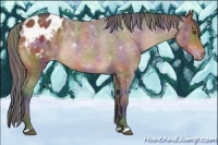 Horse Color:Nacre Brown Appaloosa 