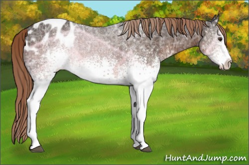 Horse Color:White Spotted Liver Chestnut Ice Appaloosa 