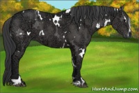 Horse Color:White Spotted Black Ice Sabino 