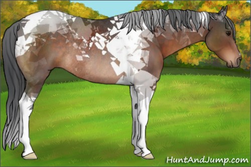 Horse Color:Brown Tobiano Rabicano