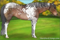 Horse Color:Brown Tobiano Rabicano 