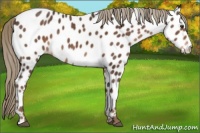 Horse Color:Liver Chestnut Sabino Appaloosa 
