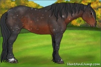 Horse Color:Brown Sabino 