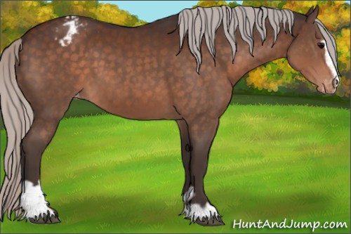Horse Color:Silver Brown Sabino Appaloosa 