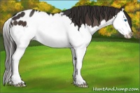 Horse Color:Liver Chestnut Sabino Splash Appaloosa 