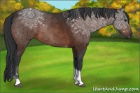 Horse Color:Brown Tobiano 