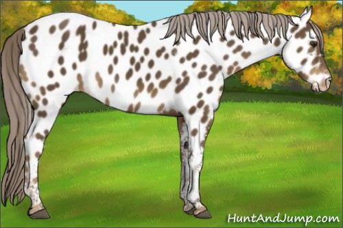 Horse Color:Chocolate Palomino Tobiano Appaloosa 