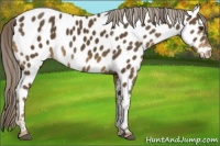 Horse Color:Chocolate Palomino Tobiano Appaloosa 