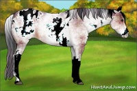 Horse Color:Plaid  White Spotted Brown Appaloosa 