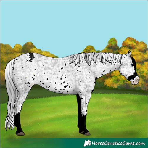 Horse Color:White Spotted Brown Chinchilla Sabino Splash Appaloosa 