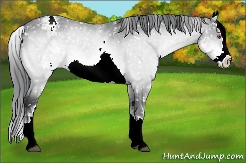 Horse Color:White Spotted Brown Chinchilla Sabino Splash Appaloosa 