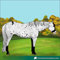 Horse Color:White Spotted Brown Chinchilla Sabino Splash Appaloosa 