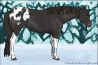 Horse Color:Liver Chestnut Tobiano Appaloosa 