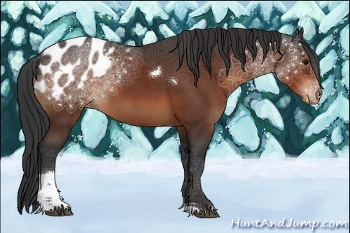 Horse Color:Bay Tobiano Appaloosa Rabicano 