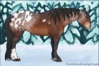 Horse Color:Bay Tobiano Appaloosa Rabicano 