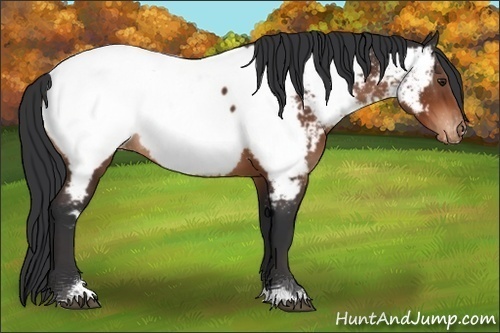 Horse Color:Brown Tobiano Appaloosa Rabicano 