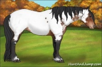 Horse Color:Brown Tobiano Appaloosa Rabicano 