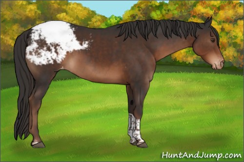 Horse Color:Liver Chestnut Tobiano Appaloosa 