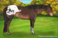 Horse Color:Liver Chestnut Tobiano Appaloosa 