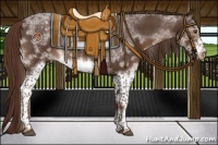 Horse Color:White Spotted Liver Chestnut Sabino Frame Varnish 