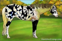 Horse Color:Liver Red Ice Roan Splash Appaloosa 