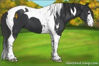 Horse Color:Black Sabino Tobiano 