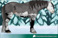 Horse Color:Liver Chestnut Ice Sabino Splash 