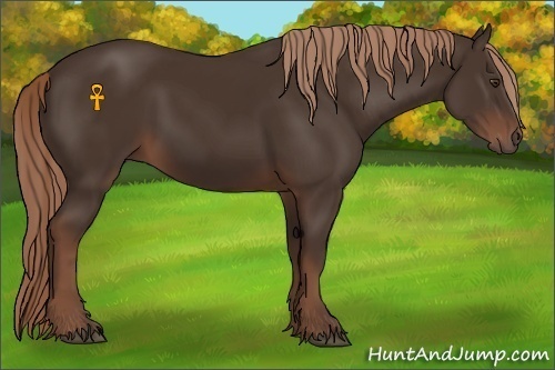 Horse Color:Liver Chestnut 