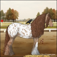 Horse Color:Red Dun Appaloosa