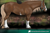 Horse Color:White Spotted Chocolate Palomino