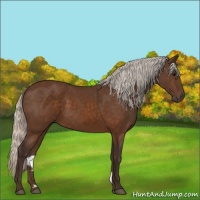Horse Color:Silver Buckskin 