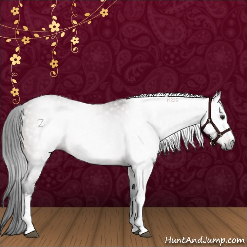 Horse Color:Gray White Spotted Buckskin Roan 